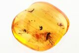 Detailed Fossil Long-Legged Fly, Ant, and Moth Fly In Baltic Amber #343367-1